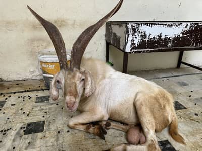 PAHARI GOAT