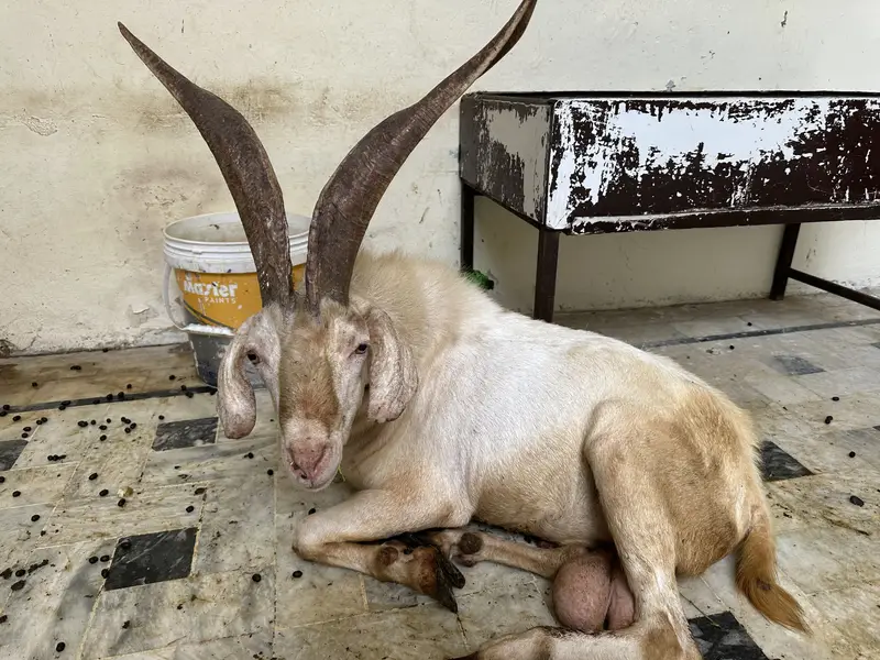 PAHARI GOAT