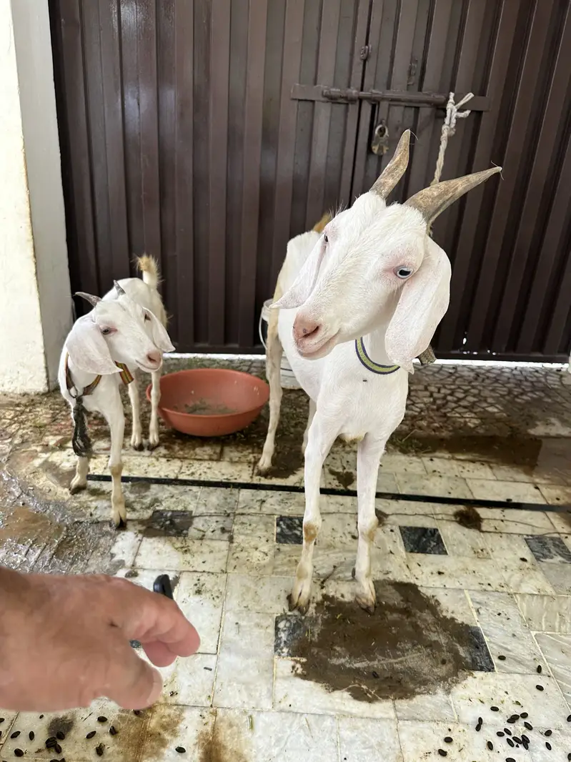 PAHARI GOAT — photo 2