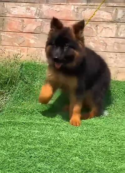 German Shepherd puppies long cot for sale my WhatsApp. 03493731440
