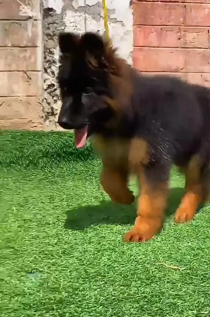 German Shepherd puppies long cot for sale my WhatsApp. 03493731440 — photo 2