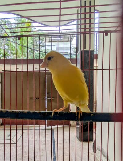 canary (yellow) for sell