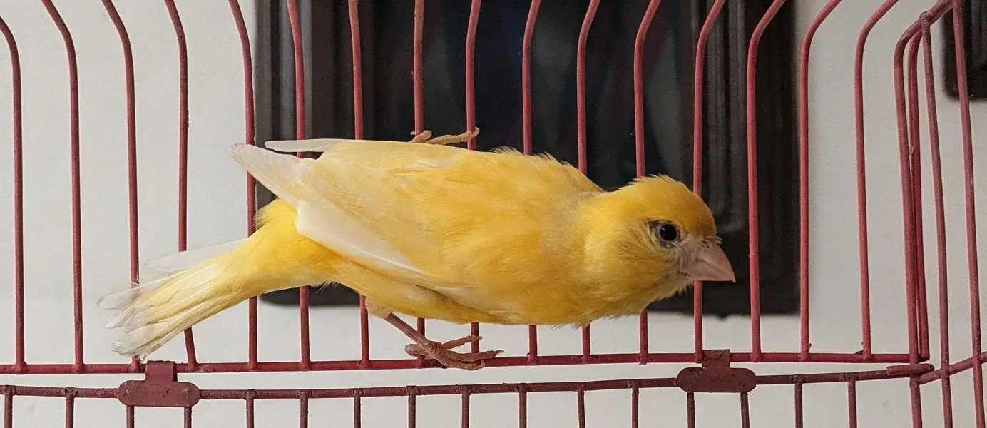 canary (yellow) for sell — photo 2