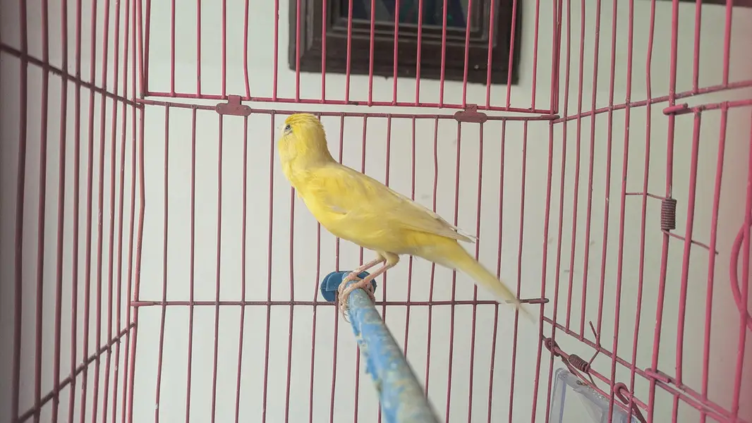 canary (yellow) for sell — photo 3