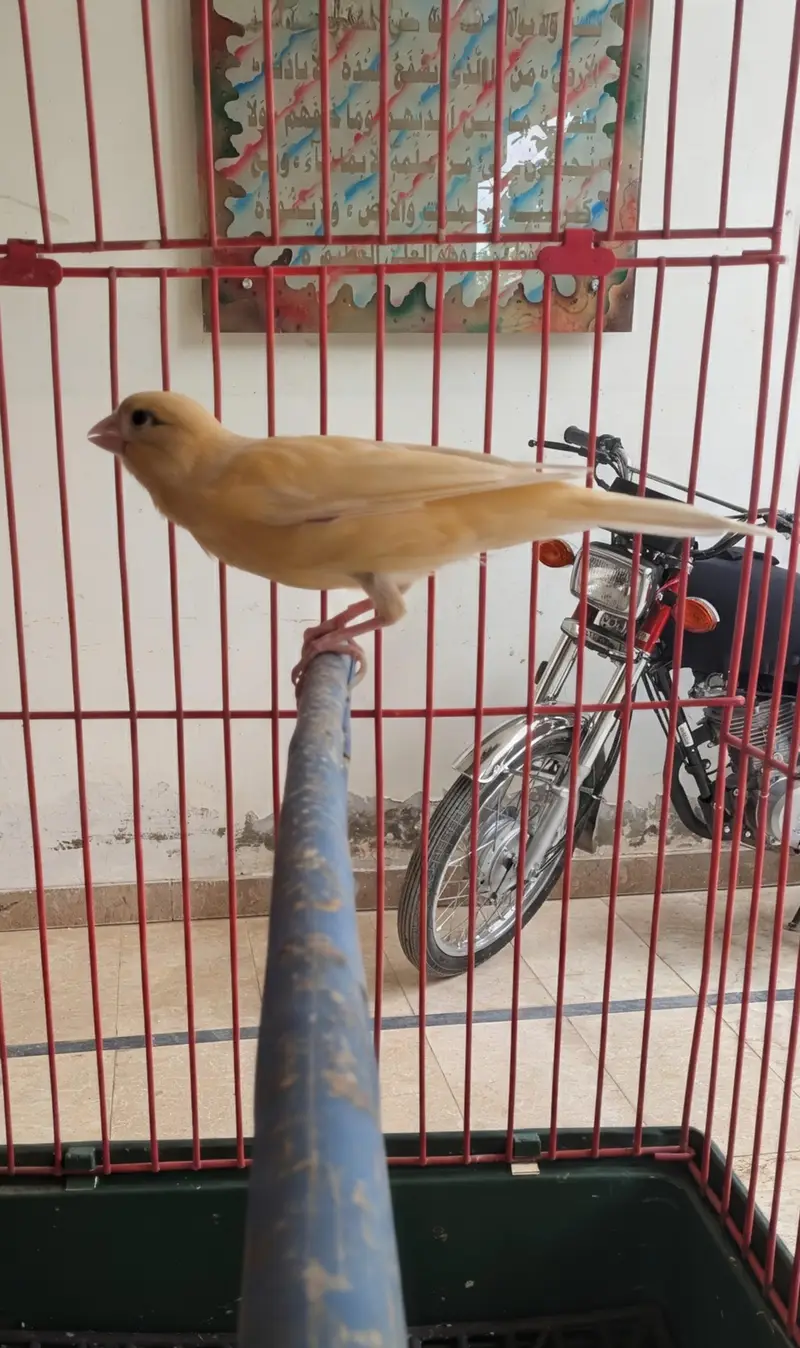 canary (yellow) for sell — photo 4
