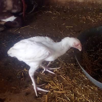 Heera aseel patha hiigh qauilty wali bird ha exchange possible