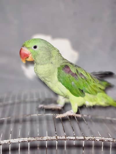 raw parrot for sale