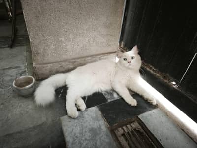 Beautiful 1-Year-Old Male White Persian Cat for Sale (Islamabad)