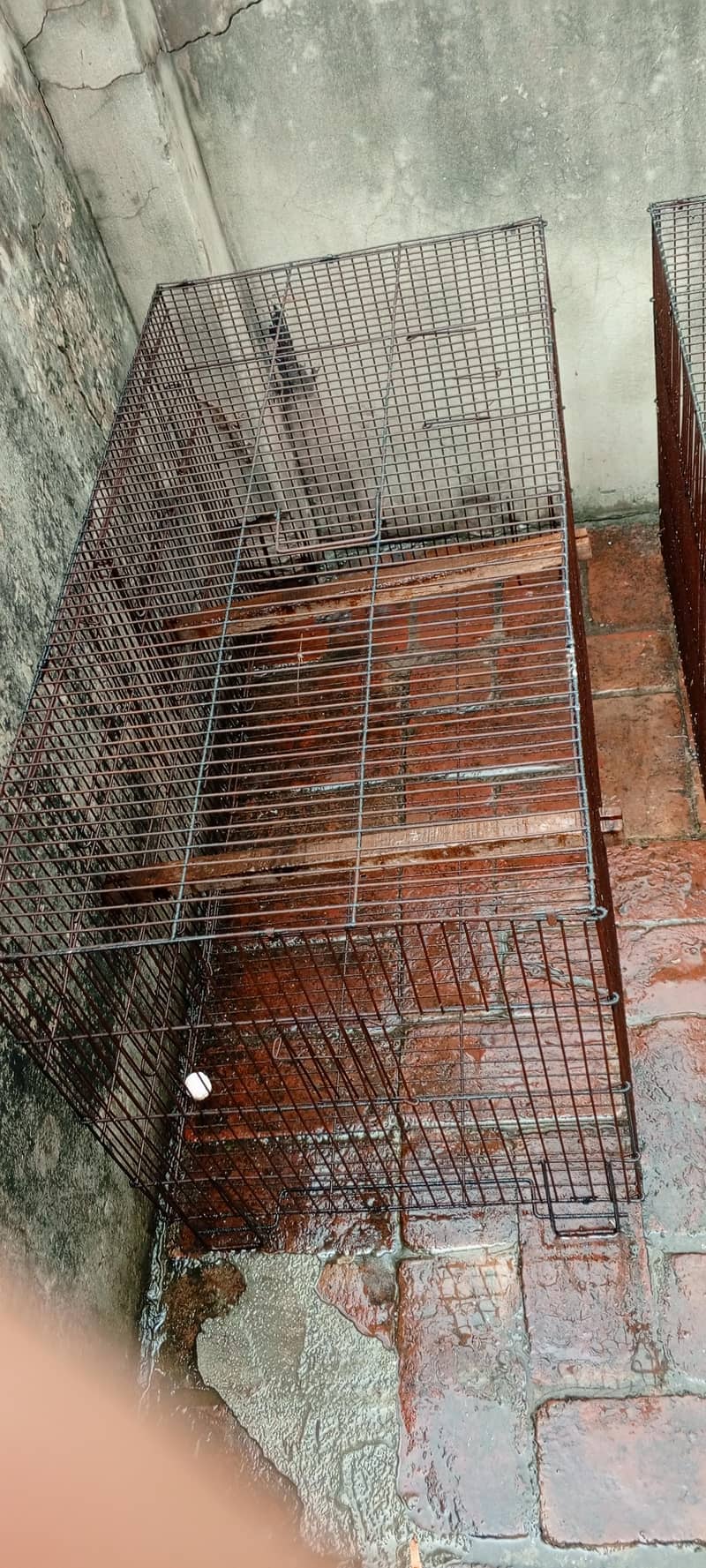 cages 1