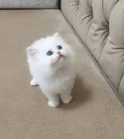 Persian kitten whatp //0 327//// 2662719