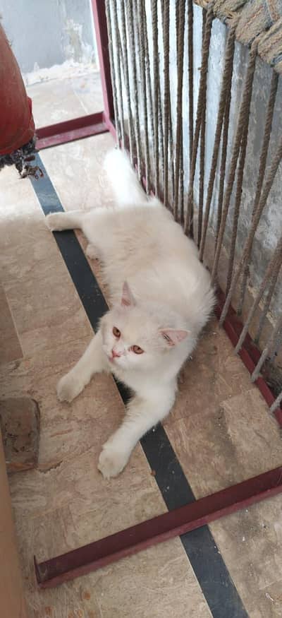 Mashallah snow white Persian cat fluffy and healthy