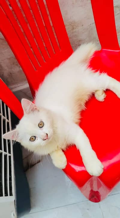 Pure White Persian Kitten for Sale – Healthy & Playful