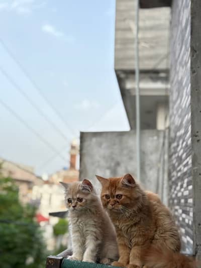 2 Pure Persian Kittens for Sale – Healthy & Fluffy – Lahore