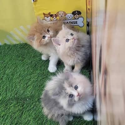 Persian kitten whatp //0 327//// 2662719