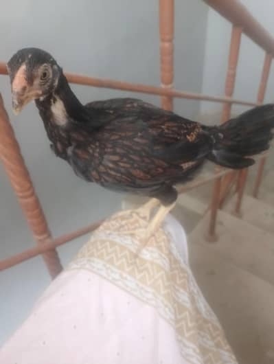 asel hen madi or Sath bcha madi