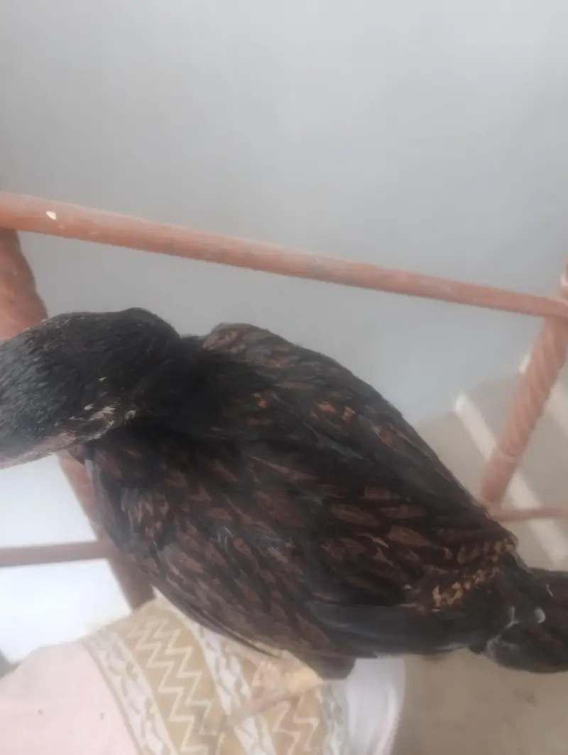 asel hen madi or Sath bcha madi — photo 2