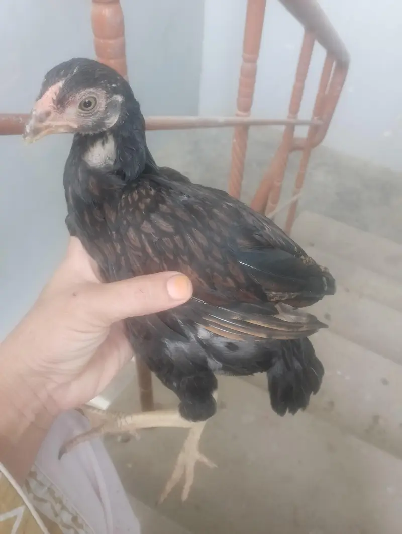 asel hen madi or Sath bcha madi — photo 3