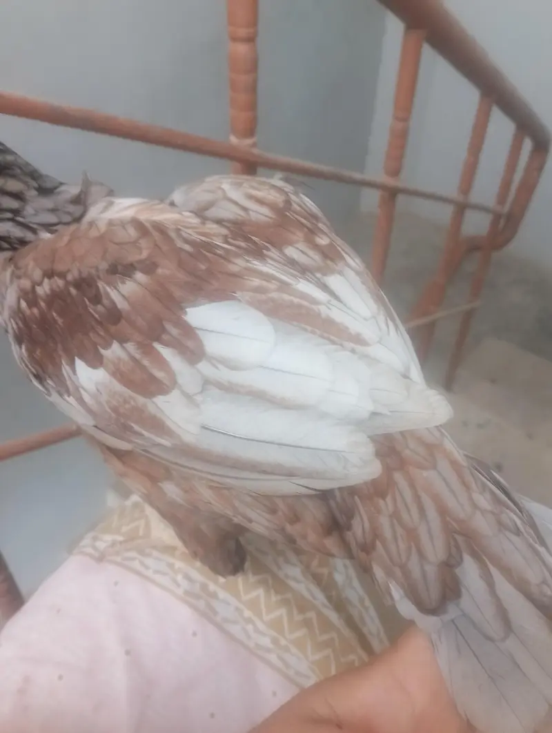 asel hen madi or Sath bcha madi — photo 4