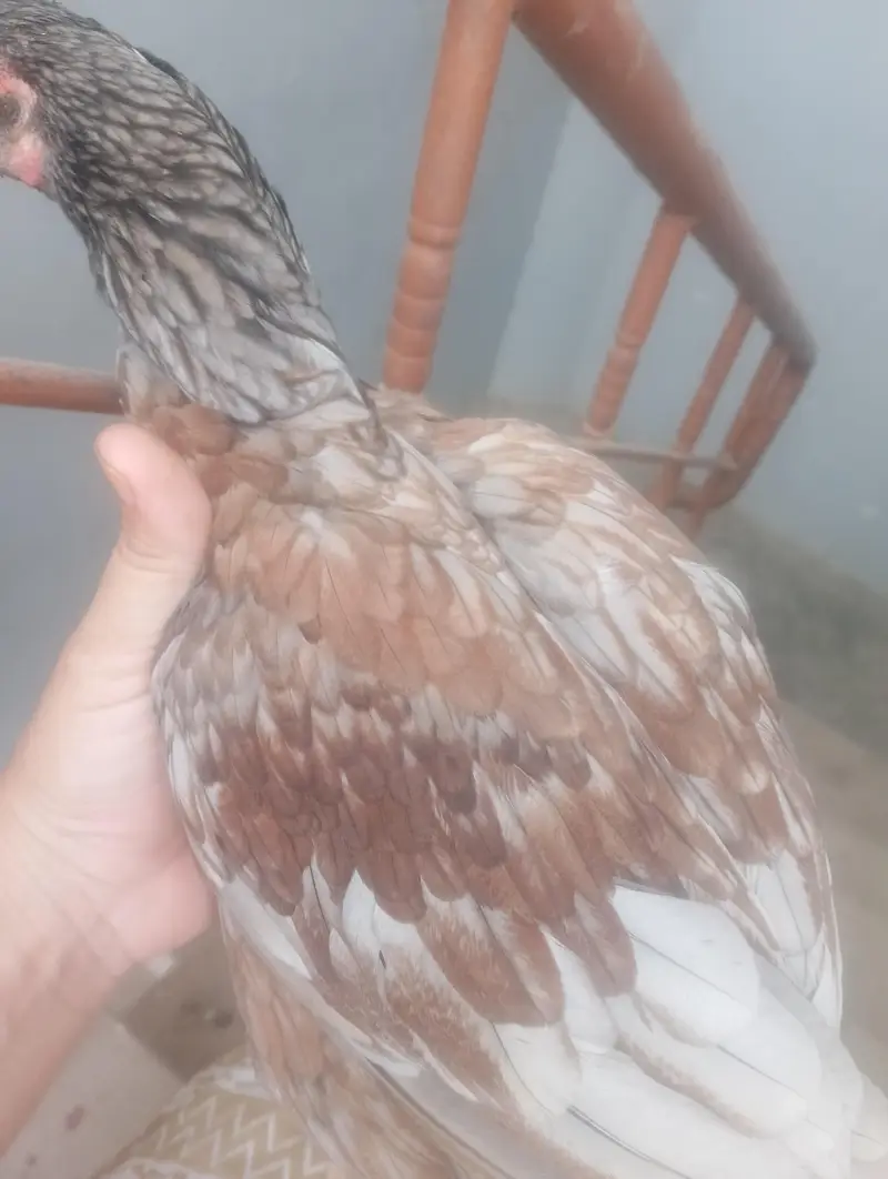 asel hen madi or Sath bcha madi — photo 5