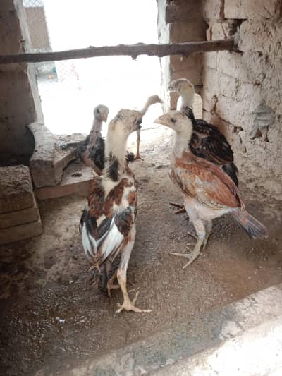 pure aseel chuze Whatsapp 03061908536