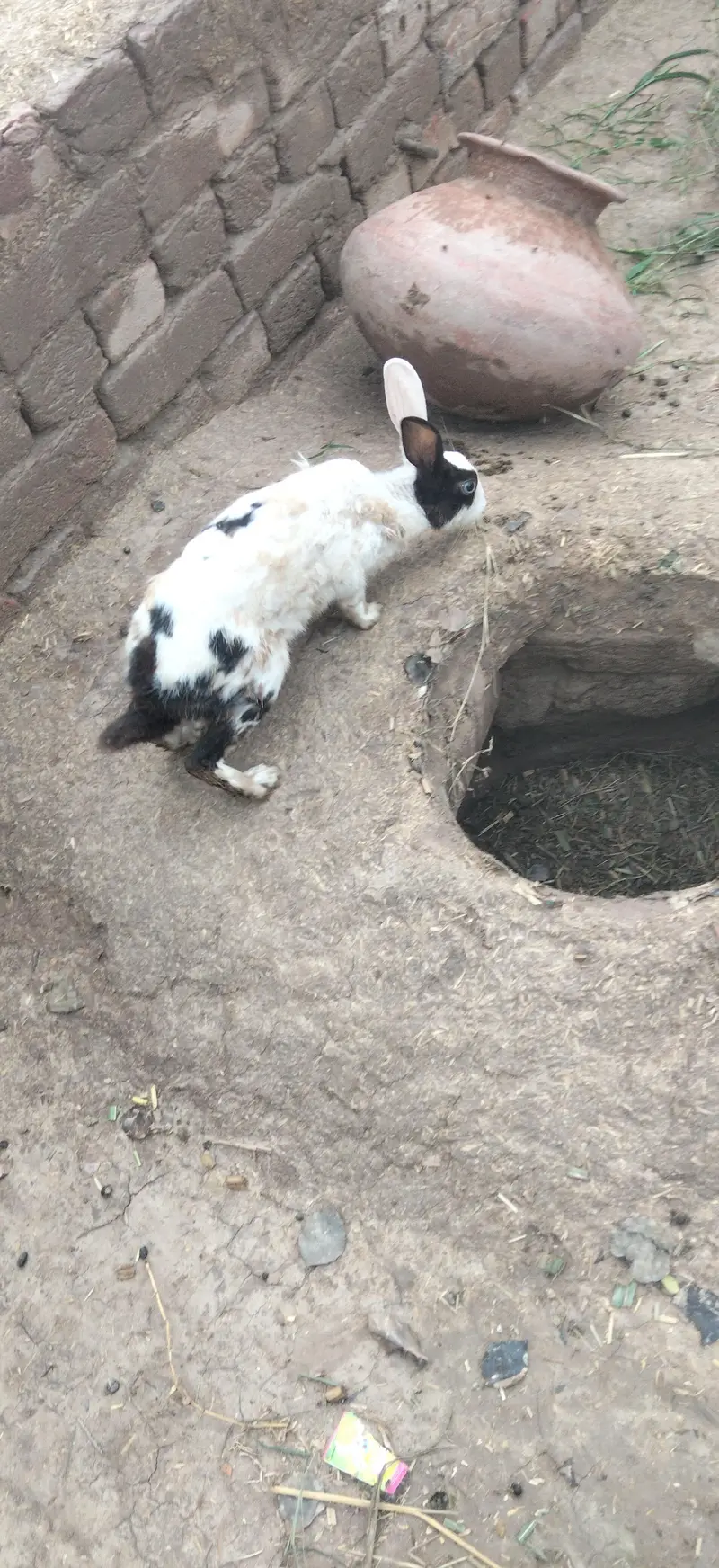 Hamara pass bhot Sara rabbits hai — photo 2