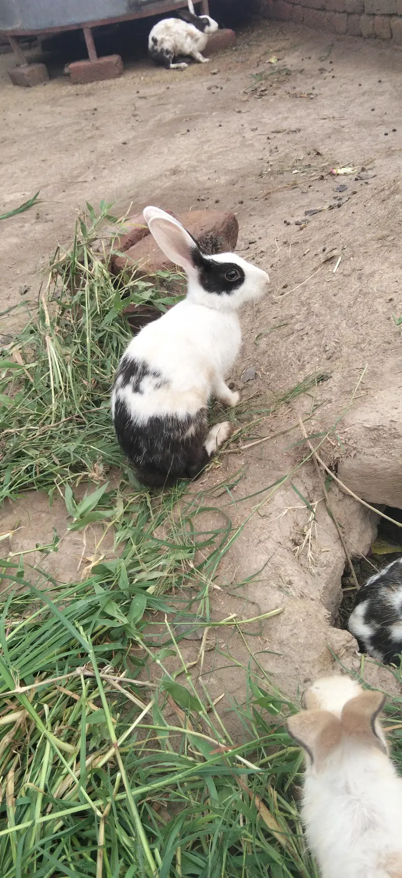 Hamara pass bhot Sara rabbits hai — photo 3