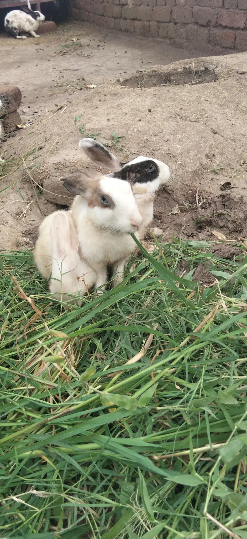 Hamara pass bhot Sara rabbits hai — photo 4