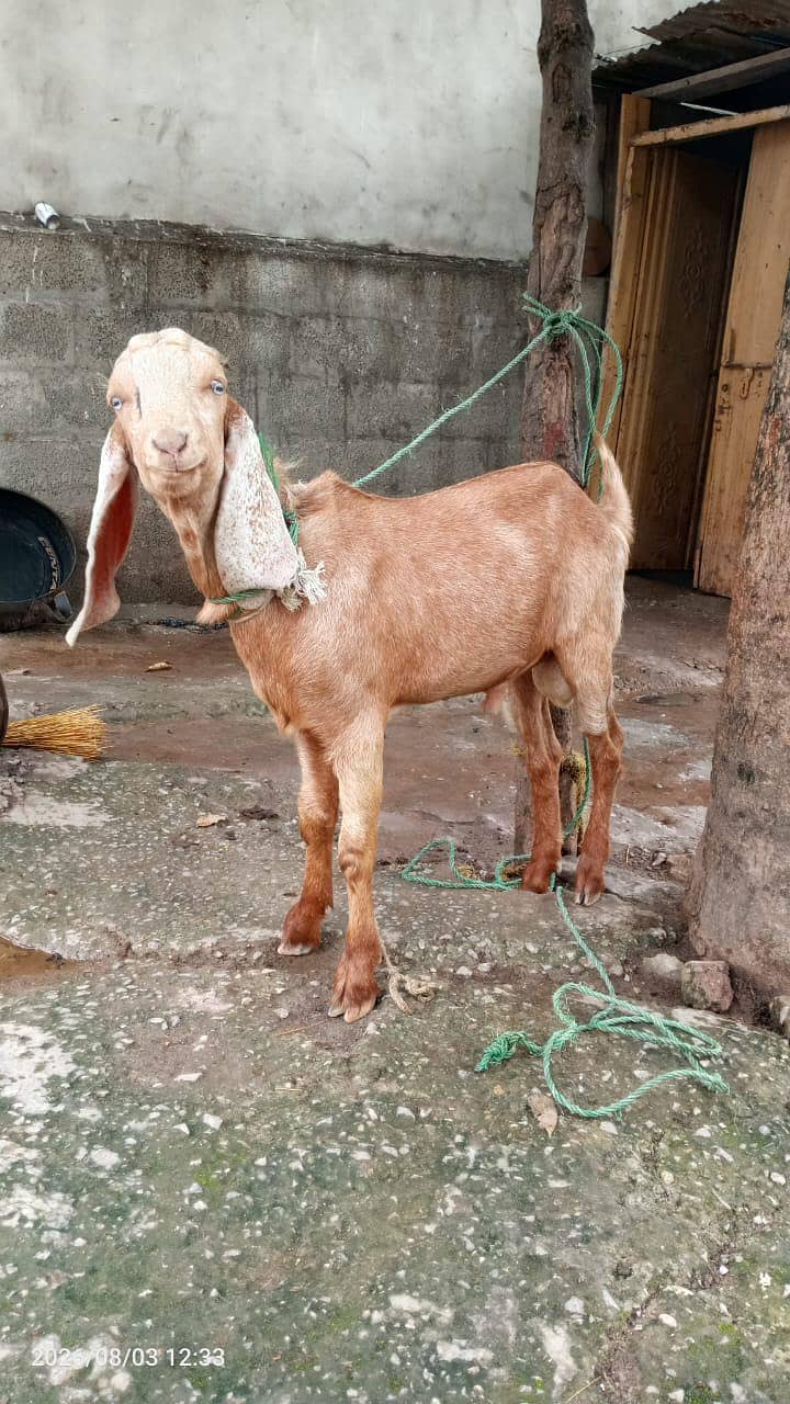 5 month Bakra 0