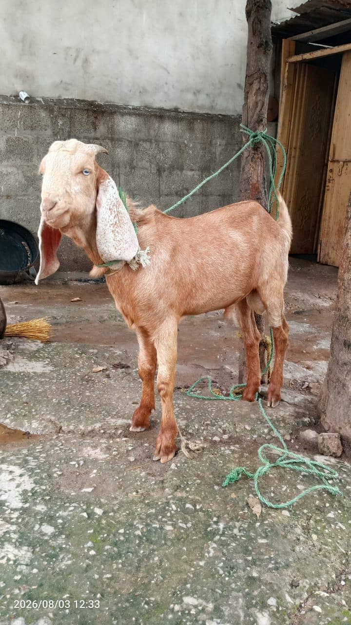 5 month Bakra 2