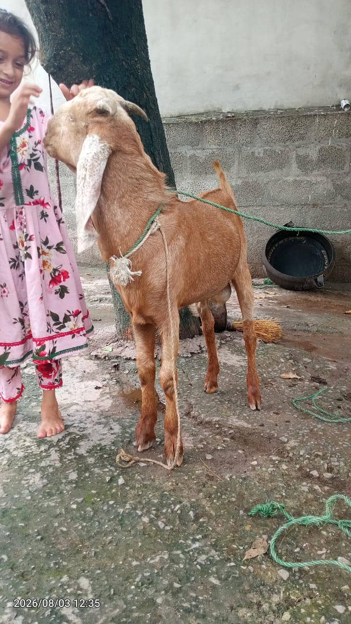 5 month Bakra 3