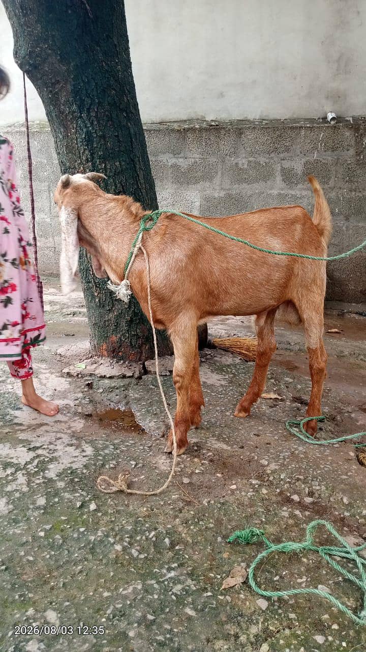 5 month Bakra 4