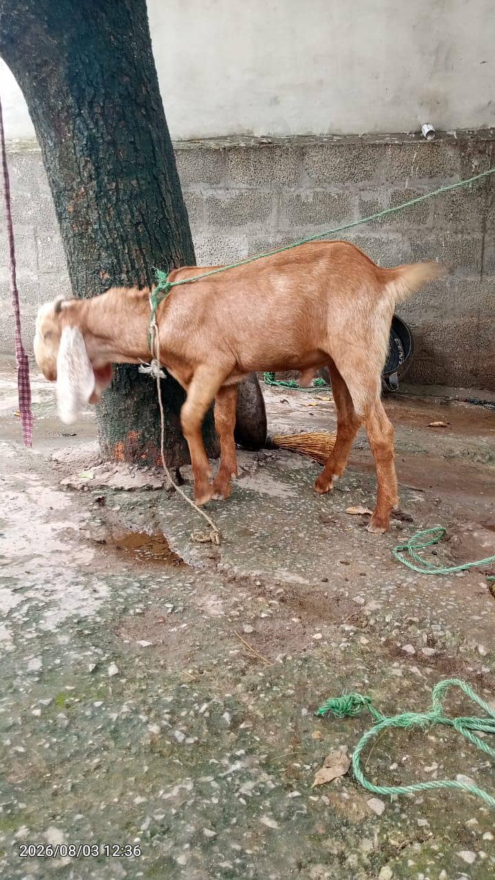 5 month Bakra 5