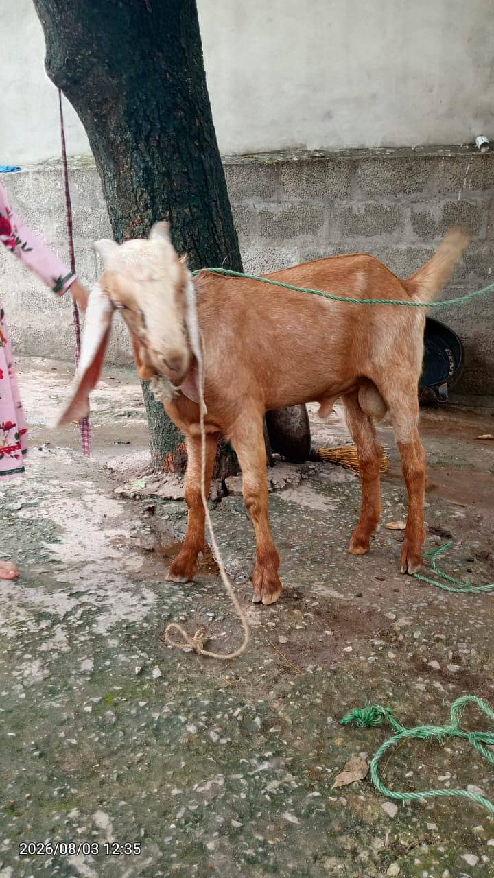 5 month Bakra 6