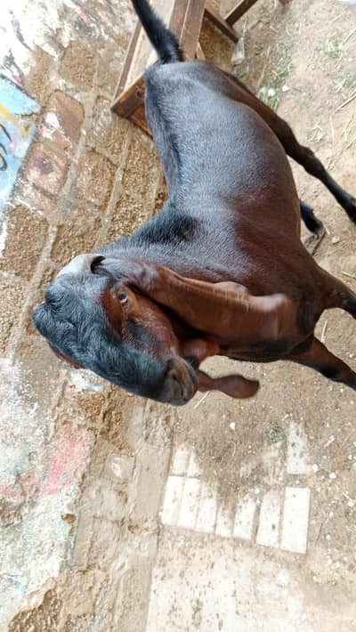 bakra for sale nagra