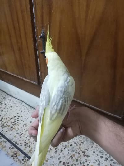 handtame cockatiel and chicks.
