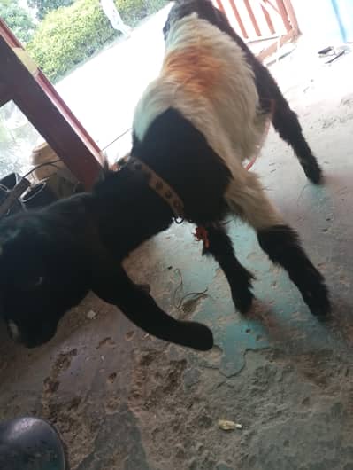 Goat 4 months