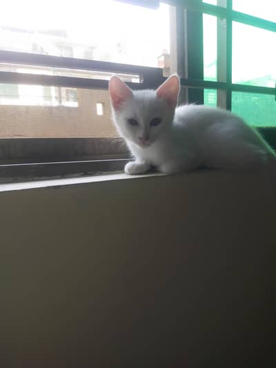 Persian cat for sale