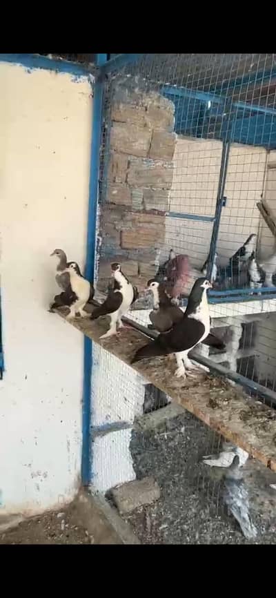 sherazi  lahori pigeon