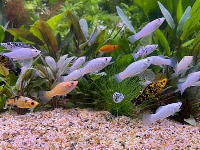 pure Milky Molly fishes.
