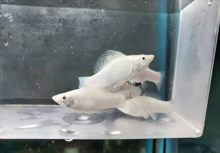pure Milky Molly fishes.