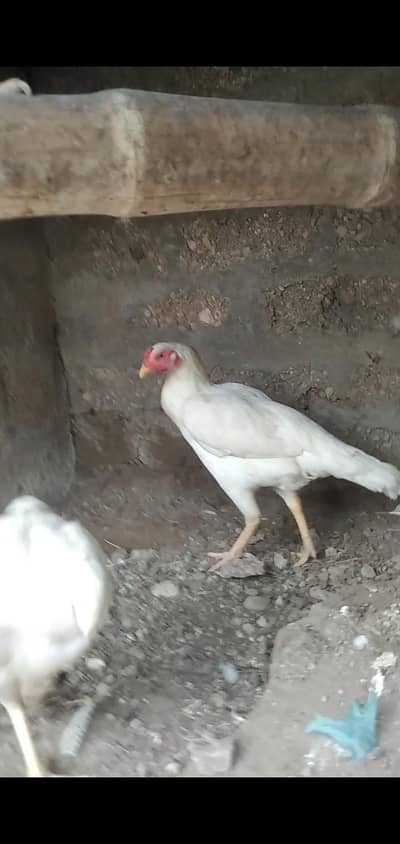 Heera madi 4 sale