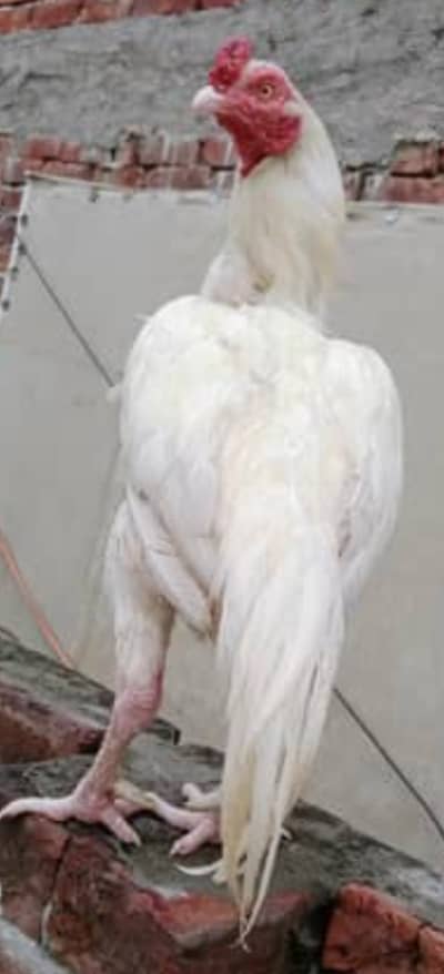 Heera Urgent sale  03435635876