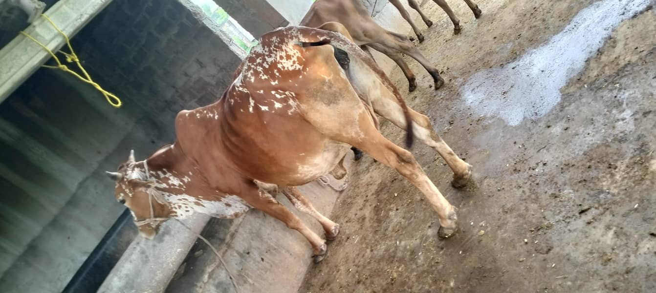 . Cholistani 5