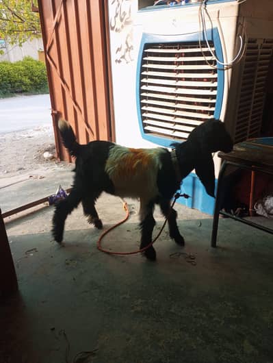 Goat 4 months