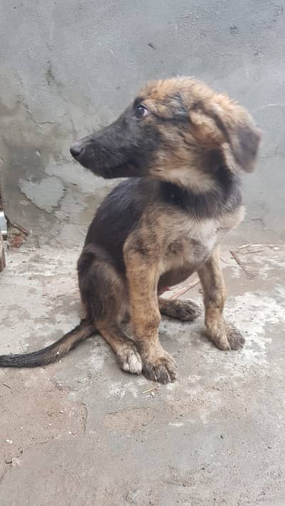German Shepherd puppy for sale fully active