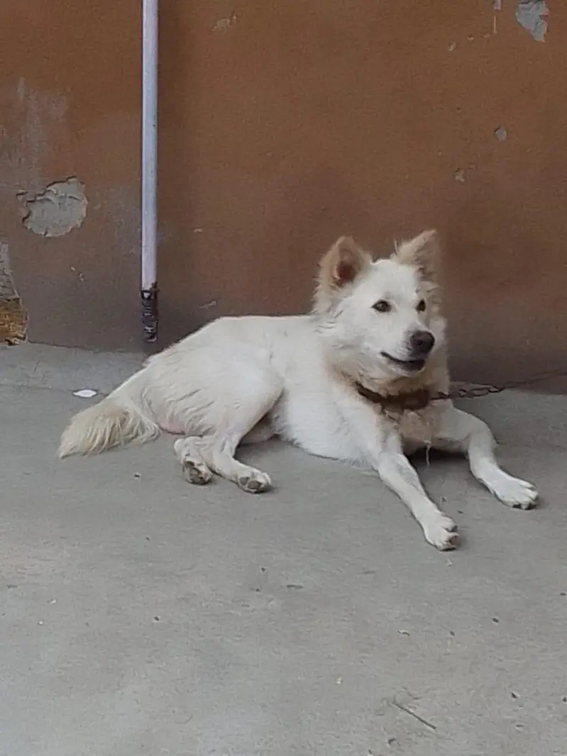 Russian wolf male — photo 2