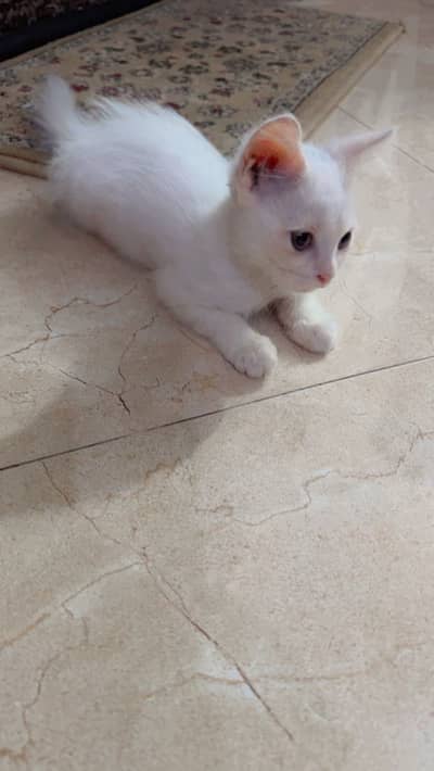 Persian multiple cats …. . Female kitten and 2 cats of 18 months.