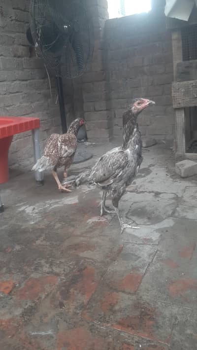breeder females
