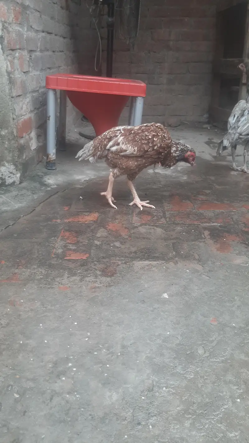 breeder females — photo 2