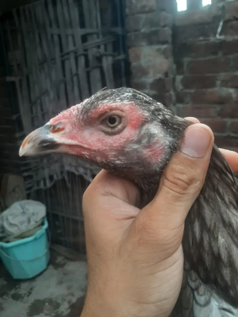 breeder females — photo 4